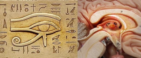 Glandula Pineal y Ojo de Horus