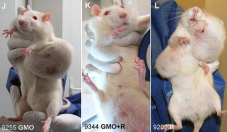 Tumor de ratas alimento transgenico